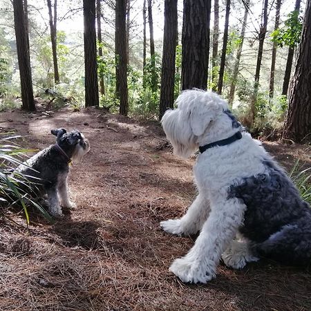 Beech Hill - Pet Friendly Holiday Home Tasman Esterno foto