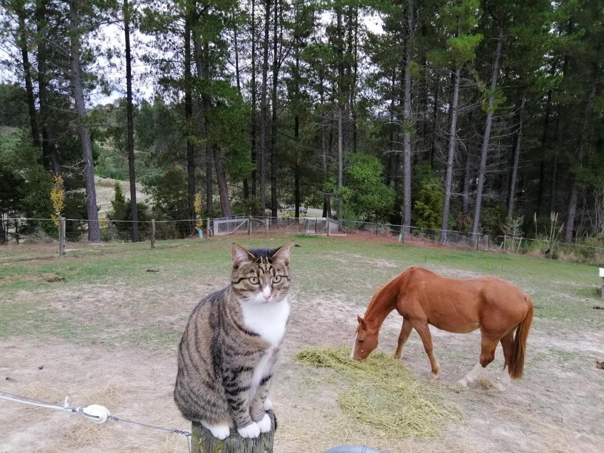 Beech Hill - Pet Friendly Holiday Home Tasman Esterno foto