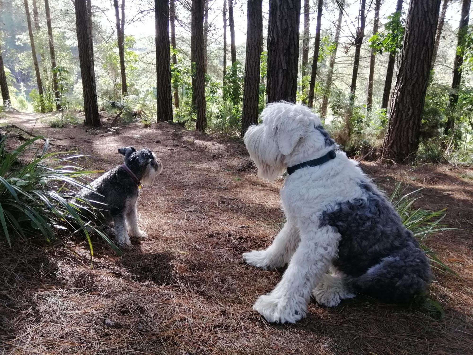 Beech Hill - Pet Friendly Holiday Home Tasman Esterno foto