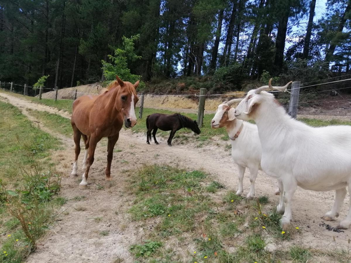 Beech Hill - Pet Friendly Holiday Home Tasman Esterno foto