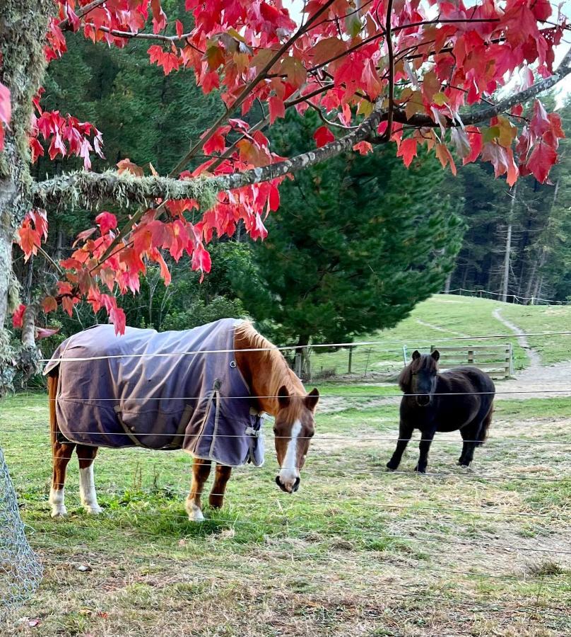 Beech Hill - Pet Friendly Holiday Home Tasman Esterno foto
