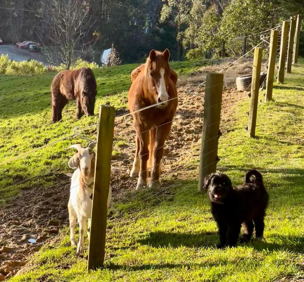 Beech Hill - Pet Friendly Holiday Home Tasman Esterno foto
